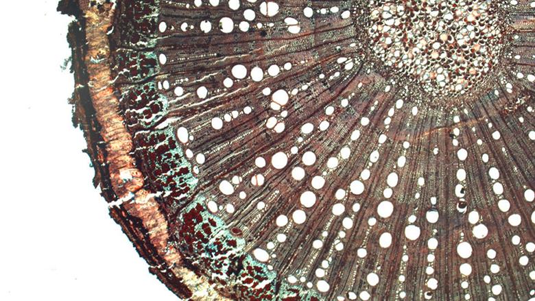 Cross section of Paullinia weinmanifolia